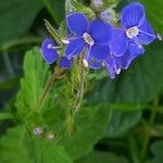 Veronica chamaedrys Flower