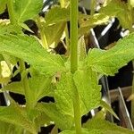 Agastache rugosa Bark