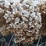 Hydrangea arborescens Blodyn