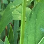 Ruellia geminiflora Φλοιός