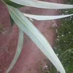 Ocotea guianensis Feuille