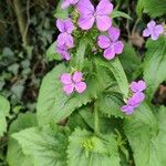 Lunaria annuaFlower