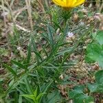 Inula ensifolia Flor
