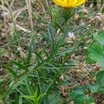 Inula ensifolia 花