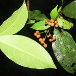 Ixora nicaraguensis Leaf