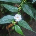 Nyctanthes arbor-tristis Квітка