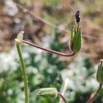 Erodium ciconium 花