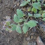 Phacelia hydrophylloides Habitat