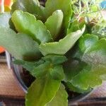 Kalanchoe densiflora Ліст