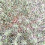 Aegilops geniculata Hábito
