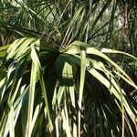 Sabal palmetto Φύλλο