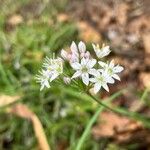 Allium ramosum Bloem