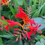 Crocosmia aurea花