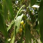 Bontia daphnoides Plod