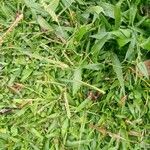 Paspalum paniculatum موطن