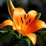 Lilium bulbiferum Flor