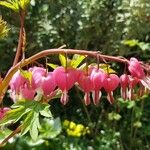 Dicentra formosa 花
