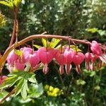 Dicentra formosa Květ