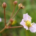 Alisma plantago-aquatica Flor