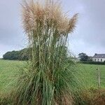 Cortaderia selloanaBlodyn