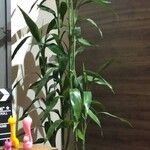 Dracaena brauniiبرگ