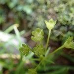 Campynemanthe parva Flor
