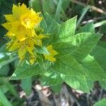 Lysimachia punctata 葉