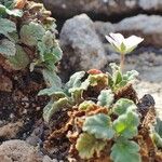 Erodium corsicum Yeri