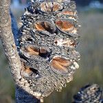 Banksia spinulosa Φρούτο