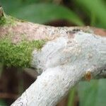 Melastoma malabathricum 樹皮