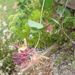 Lonicera sempervirens Flower