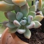 Pachyphytum bracteosum পাতা