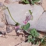 Silene behen Flower