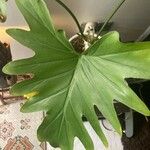 Philodendron bipinnatifidum Leaf