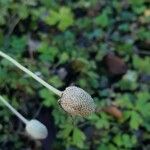 Anemonoides sylvestris Fruit