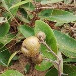 Parinari capensis Fruit