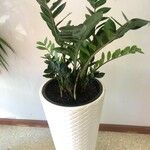 Zamioculcas zamiifoliaDeilen