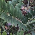 Tephrosia virginiana Leaf