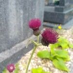 Cirsium rivulare 花