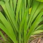 Eleutherine bulbosa Leaf