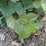 Dioscorea villosa পাতা