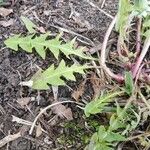Taraxacum braun-blanquetii Leaf
