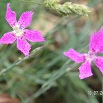 Dianthus lusitanus Flower