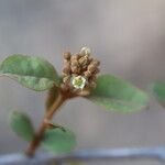 Psorospermum febrifugum Blüte