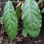 Capparis micracantha 葉