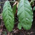 Capparis micracantha Blad