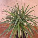 Dracaena reflexaBlad