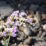 Limonium bollei (Flor)