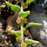 Patellifolia procumbens Blüte