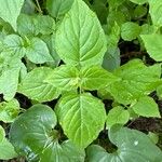 Circaea alpina Leaf